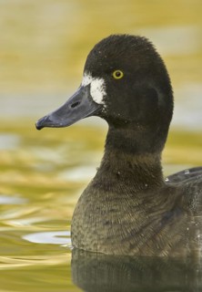 Lesser Scaup (Aythya affinis) female, Arizona, USA
