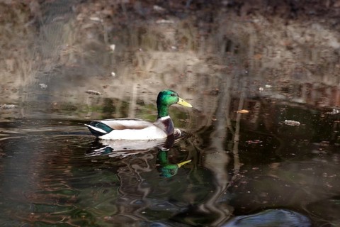 Mallard (Anas platyrhynchos), male, colour, pond, water, reflection, spring, Germany, The drake in