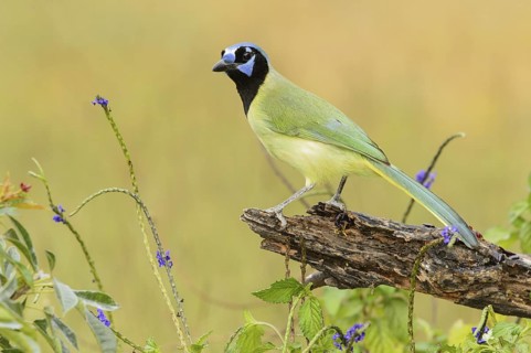 Green Jay (Cyanocorax luxuosus), Texas, USA