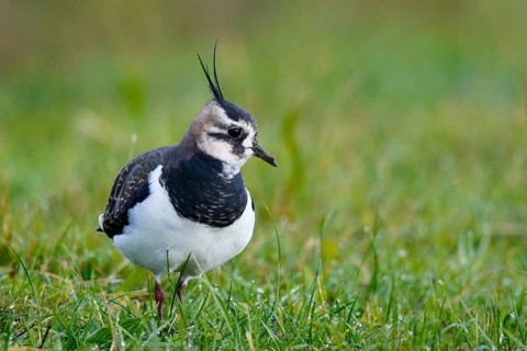 Northern Lapwing (Vanellus vanellus), Texel, Netherlands