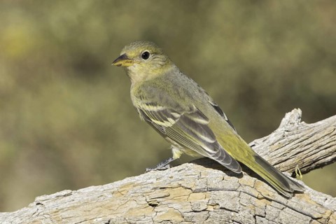 Western Tanager (Piranga ludoviciana) female, Oregon, USA