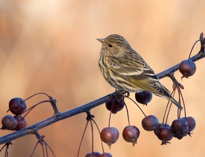 A Pine Siskin, Spinus pinus, perched in a fruit tree in Saskatoon, Saskatchewan, Canada