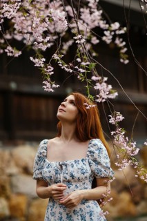 A woman gazes at blooming cherry blossoms in Japan, capturing the serene beauty of sakura season.