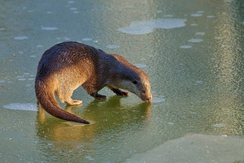 An otter, illuminated by the sun, exploring a patch of ice, winter, otter (Lutra lutra), Hesse,