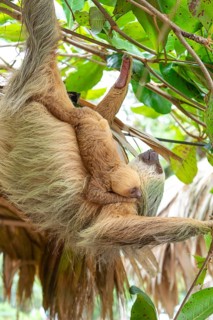Daytime, two toed sloth (Choloepura hoffmanni) with baby on belly hanging in almond tree. Cahuita