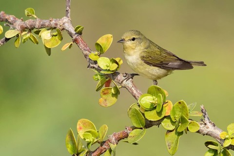 Tennessee Warbler (Leiothlypis peregrina) perched on a branch, Texas, USA