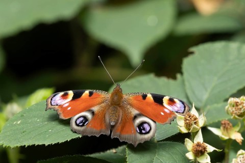 Peacock butterfly (Aglais io) adult insect resting on a Bramble leaf in summer, England, United