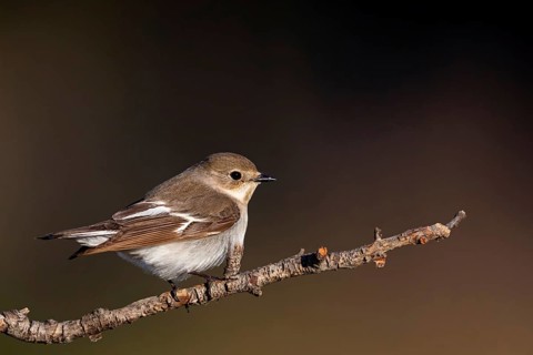 Halsbandschnäpper, Ficedula albicollis, Collared Flycatcher, Gobe-mouche à collier, Gobemouche à