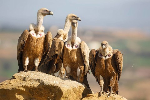 Griffon Vulture (Gyps fulvus) group perched on a rock, Spain
