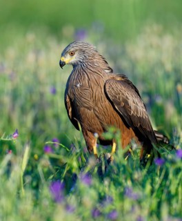 Black Kite (Milvus migrans) in a flower meadow, Castilla-La Mancha, Spain
