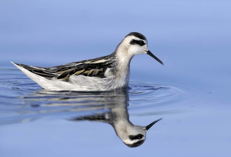 Red-necked Phalarope (Phalaropus lobatus), British Columbia, Canada