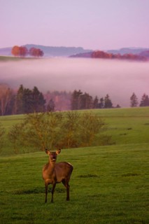 A female Altai maral, Altai wapiti or Altai elk (Cervus canadensis sibiricus) stands on a meadow in