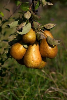 Pears, pear tree, detail, meadow orchard, Waiblingen, Baden-Württemberg, Germany