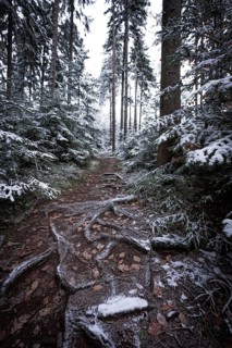 A natural path with tree roots and snow in the forest, Unterhaugstett, Black Forest, Germany