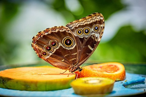 A butterfly with striking wing patterns sits on a slice of orange, surrounded by vibrant colours