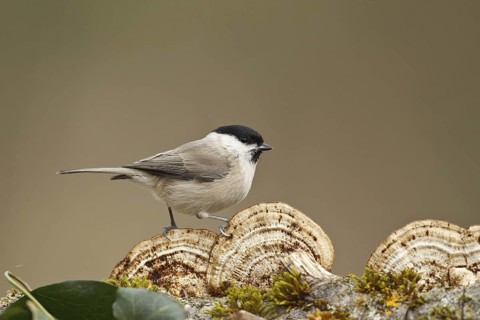 Marsh Tit (Poecile palustris), Rhineland-Palatinate, Germany