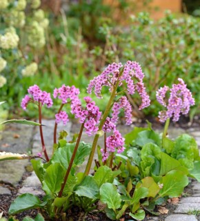 Bergenia (Bergenia cordifolia),  Germany