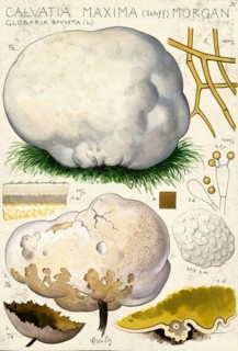 Mushroom, fungi, giant bovist, giant dusty mushroom, Calvatia gigantea, syn. Calvatia maxima,
