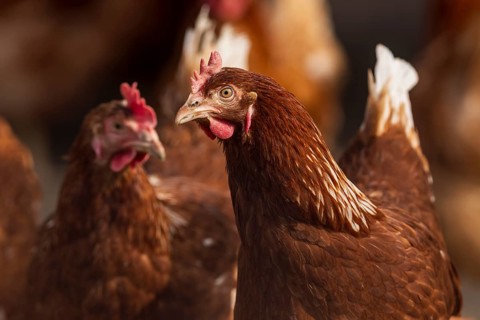Two brown hens in the flock, one in the foreground, one blurred in the background, domestic fowl,