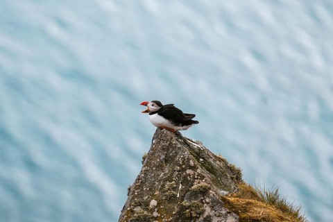 A vibrant puffin, Fratercula arctica, perched on a cliff in Norway, overlooking the vast sea
