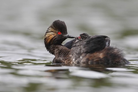 Black-necked Grebe (Podiceps nigricollis) chick, Bavaria, Germany