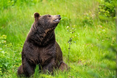 Eurasian brown bear (Ursus arctos arctos) sitting between bushes, Bavarian Forest, Bavaria, Germany