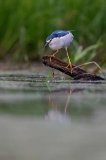 Black-crowned black crowned night heron (Nycticorax nycticorax), Bihoreau gris, HÈron bihoreau,