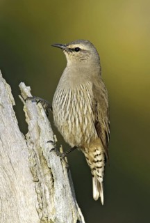 Brown Treecreeper (Climacteris picumnus)