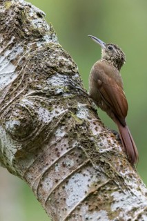 Cocoa Woodcreeper (Xiphorhynchus susurrans) perched on a branch in Panama