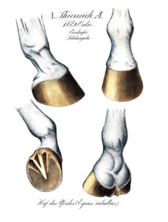 Horse's hoof, Equus caballus, reproduction of a historical school painting, mural or teaching