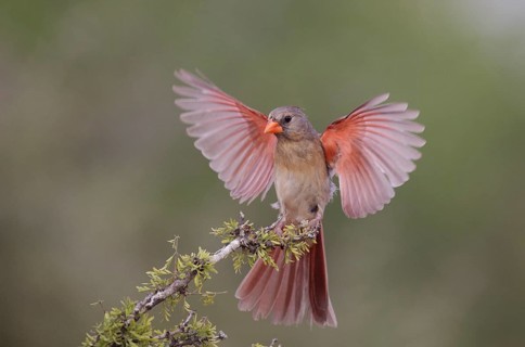 Northern Cardinal (Cardinalis cardinalis) female flying, Texas, USA