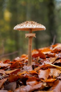 Parasol mushroom (Macrolepiota procera) mushroom in a forest in autumn, Bavaria, Germany