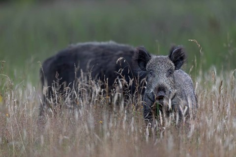 The wild boar (Sus scrofa) has discovered the photographer, Denmark