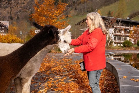 An elderly woman gently interacts with two alpacas in the vibrant Austrian countryside during