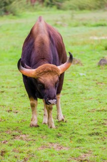 Portrait of a male Gaur (Bos gaurus gaurus) on a pasture