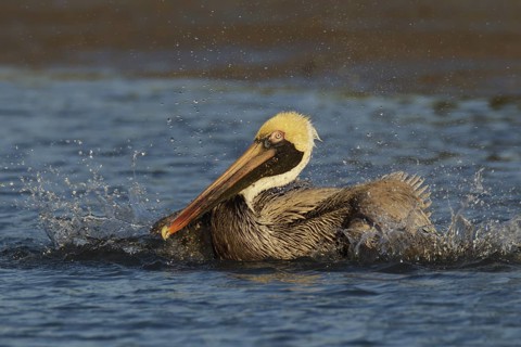 Brown Pelican (Pelecanus occidentalis) bathing, Florida, USA