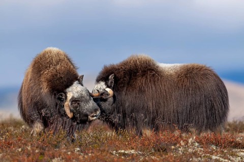 It's hard to believe these rough-and-tumble fellows, but musk oxen (Ovibos moschatus) often