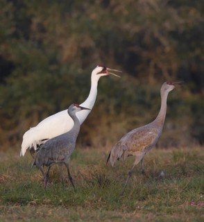 Whooping Crane & Sandhill Crane (Grus americana & Antigone canadensis), Texas, USA
