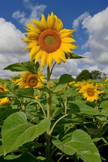 Sunflowers (Helianthus annuus) in bloom, sunflower field, blue cloudy sky, North Rhine-Westphalia,