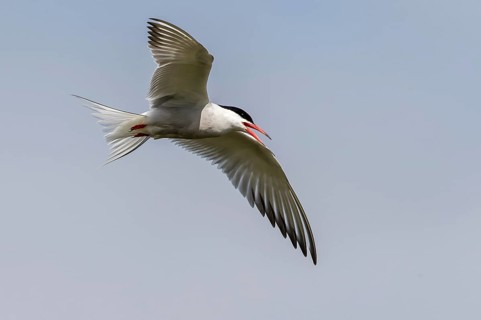 Common Tern (Sterna hirundo) flying, Texel, Netherlands