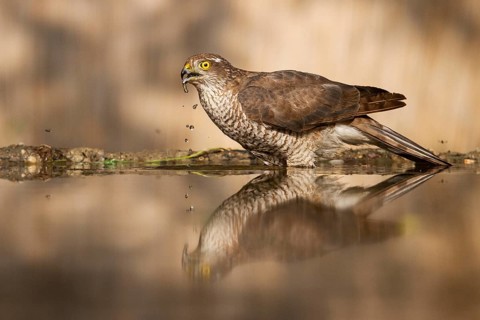 Eurasian Sparrowhawk (Accipiter nisus) female drinking at a waterhole, Subotica, Serbia