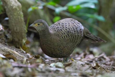 Grey Peacock-Pheasant (Polyplectron bicalcaratum) female, Thailand