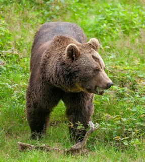 Brown bear (Ursus arctos) standing in a forest clearing and eating grass, captive, Bavarian Forest