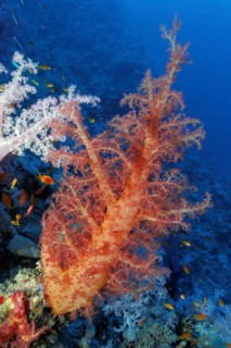 Orange soft coral (Dendronephthya) with thick trunk in orange colour growing in coral reef, Red Sea