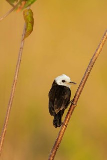 White-headed Marsh Tyrant (Arundinicola leucocephala) perched on a branch in the grasslands of