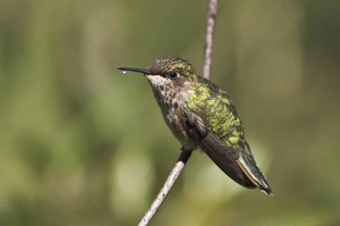 Volcano Hummingbird (Selasphorus flammula), Costa Rica