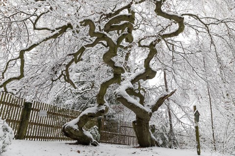 Snow-covered Süntel beech, copper beech (Fagus sylvatica), Tharandt Forest, Saxony, Germany