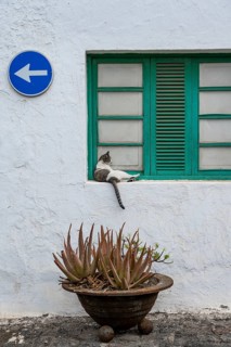 Typical white house with green window with cat, flower pot with succulent plant, Teguise,