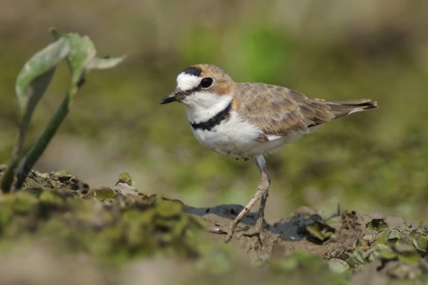 Collared Plover (Charadrius collaris), Pantanal, Brazil