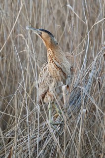 Eurasian Bittern (Botaurus stellaris), Hesse, Germany